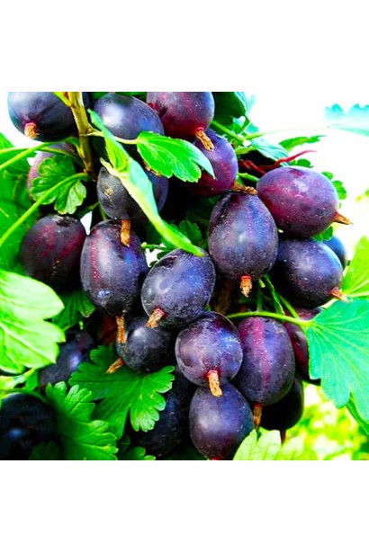 Агрус чорний сорт ‘Чорна Капля’ – садовий кущ